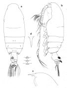 Espce Euchirella messinensis - Planche 4 de figures morphologiques