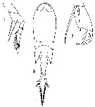 Espce Corycaeus (Corycaeus) crassiusculus - Planche 15 de figures morphologiques