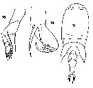 Espce Corycaeus (Onychocorycaeus) ovalis - Planche 9 de figures morphologiques