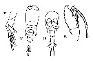 Espce Corycaeus (Onychocorycaeus) ovalis - Planche 10 de figures morphologiques