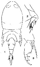 Espce Corycaeus (Onychocorycaeus) pacificus - Planche 14 de figures morphologiques