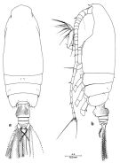 Species Euchirella paulinae - Plate 1 of morphological figures