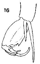Espce Corycaeus (Onychocorycaeus) agilis - Planche 15 de figures morphologiques