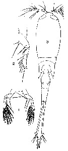 Espce Corycaeus (Urocorycaeus) lautus - Planche 18 de figures morphologiques
