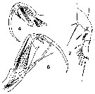 Espce Corycaeus (Urocorycaeus) lautus - Planche 20 de figures morphologiques