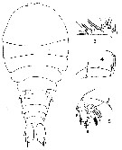 Espce Sapphirina gastrica - Planche 4 de figures morphologiques