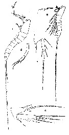 Espce Macrosetella gracilis - Planche 8 de figures morphologiques