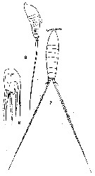 Espce Microsetella rosea - Planche 5 de figures morphologiques