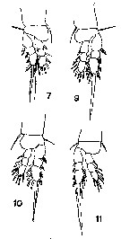 Espce Oithona similis-Group - Planche 15 de figures morphologiques