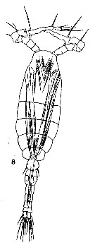 Espce Oithona similis-Group - Planche 14 de figures morphologiques