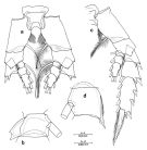Espce Euchirella paulinae - Planche 5 de figures morphologiques
