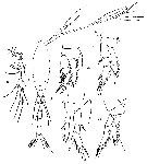 Espce Oithona atlantica - Planche 11 de figures morphologiques