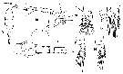 Espce Oithona atlantica - Planche 12 de figures morphologiques