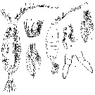 Espce Candacia longimana - Planche 7 de figures morphologiques