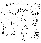 Espce Candacia catula - Planche 4 de figures morphologiques