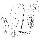 Espce Candacia bispinosa - Planche 4 de figures morphologiques