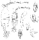 Espce Candacia curta - Planche 8 de figures morphologiques