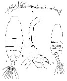 Espce Candacia ethiopica - Planche 11 de figures morphologiques