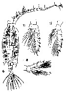 Espce Candacia bipinnata - Planche 20 de figures morphologiques