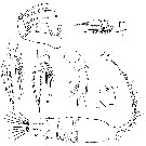 Espce Candacia columbiae - Planche 3 de figures morphologiques