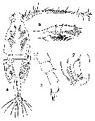 Espce Candacia simplex - Planche 5 de figures morphologiques