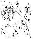 Espce Procenognatha semisensata - Planche 2 de figures morphologiques