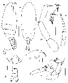 Species Procenognatha semisensata - Plate 5 of morphological figures