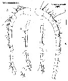 Espce Procenognatha semisensata - Planche 6 de figures morphologiques
