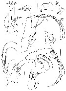 Espce Caudacalanus mirus - Planche 2 de figures morphologiques