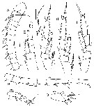 Espce Caudacalanus mirus - Planche 3 de figures morphologiques