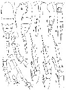 Espce Caudacalanus vicinus - Planche 1 de figures morphologiques
