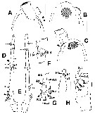 Espce Monstrilla leucopis - Planche 3 de figures morphologiques