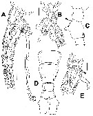 Species Monstrilla leucopis - Plate 4 of morphological figures