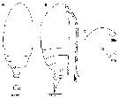 Espce Parvocalanus arabiensis - Planche 1 de figures morphologiques