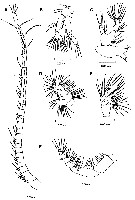 Espce Parvocalanus arabiensis - Planche 2 de figures morphologiques