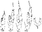 Espce Parvocalanus arabiensis - Planche 3 de figures morphologiques