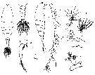 Espce Acartia mollicula - Planche 1 de figures morphologiques
