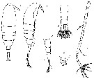 Espce Acartia mollicula - Planche 5 de figures morphologiques