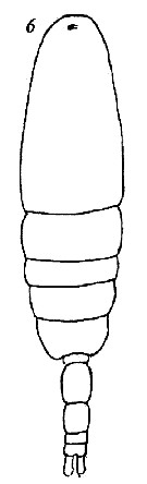 Espce Acartia eremeevi - Planche 5 de figures morphologiques