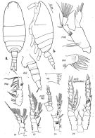 Species Spinocalanus similis - Plate 1 of morphological figures
