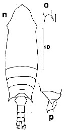 Espce Aetideopsis carinata - Planche 6 de figures morphologiques