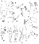 Espce Pseudochirella obesa - Planche 9 de figures morphologiques