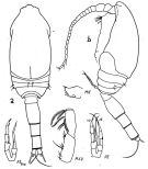 Espce Spinocalanus similis - Planche 2 de figures morphologiques