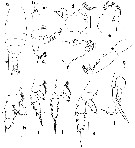 Espce Valdiviella minor - Planche 5 de figures morphologiques