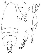 Espce Xanthocalanus agilis - Planche 9 de figures morphologiques