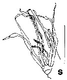 Espce Pseudoamallothrix laminata - Planche 7 de figures morphologiques
