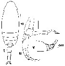 Espce Pseudoamallothrix laminata - Planche 8 de figures morphologiques