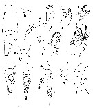 Espce Scolecithricella obscura - Planche 1 de figures morphologiques