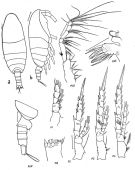 Espce Spinocalanus brevicaudatus - Planche 2 de figures morphologiques