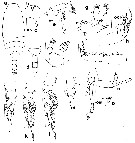 Espce Amallothrix lobophora - Planche 6 de figures morphologiques